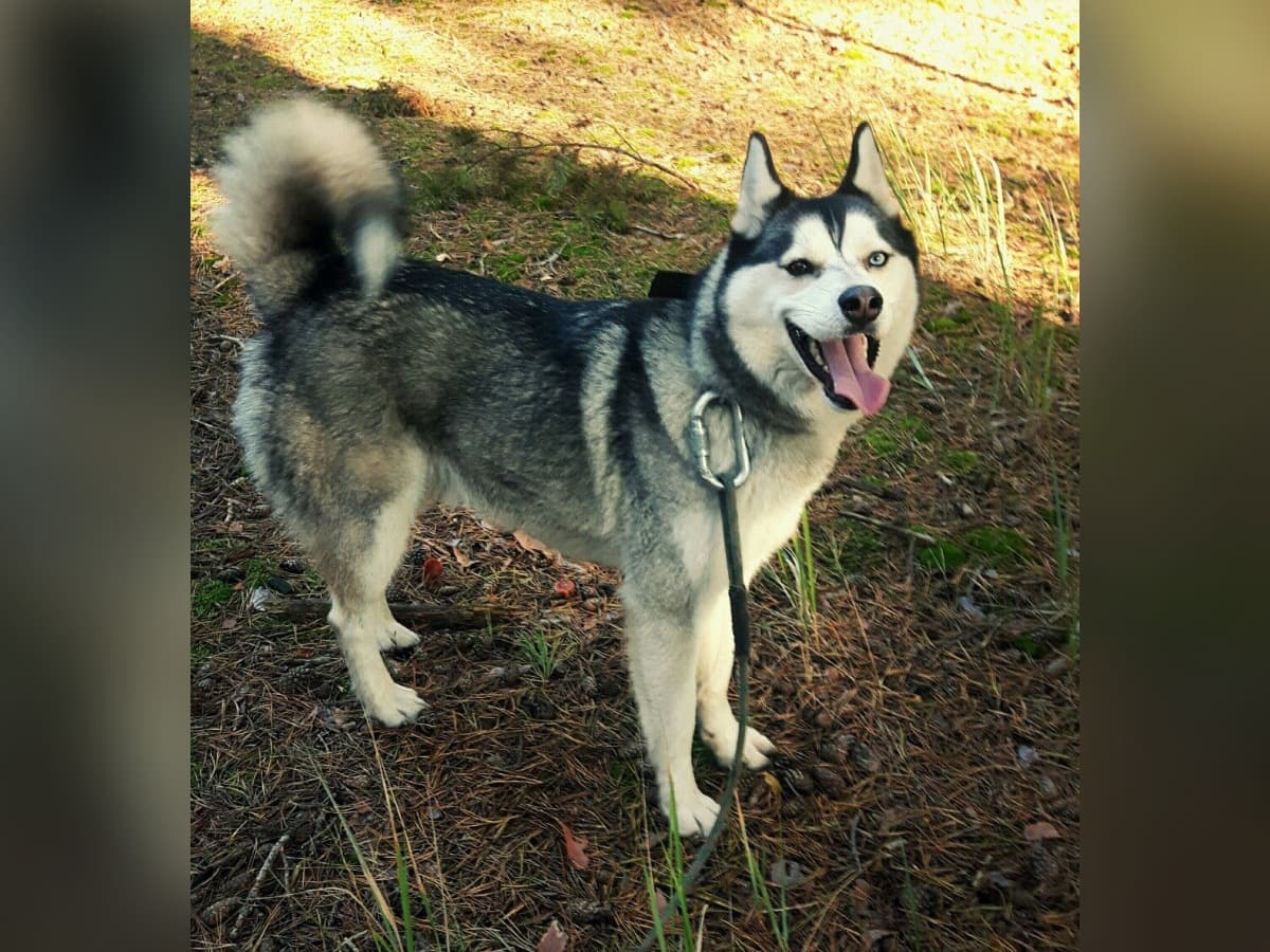 Hera